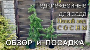 Хвойные новинки для сада! Сосны Банкса Редкие карликовые сорта Uncle Foggy и Arktis
