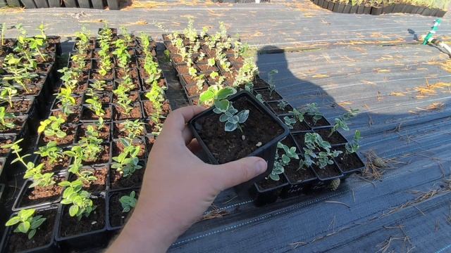 Обзор саженцев зимостойких сортов бересклетов форчуна для средней полосы России 🌱 смотреть онлайн