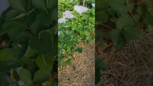 Клубника сорта Джуси