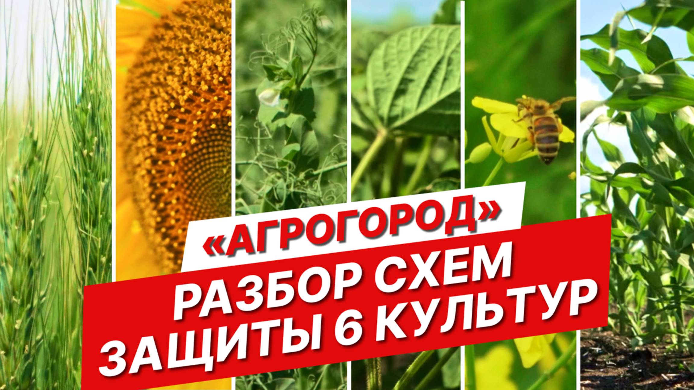 Обзор схем защиты: 6 популярных культур | Реальные производственные условия | Агрогород от ГК Шанс смотреть онлайн