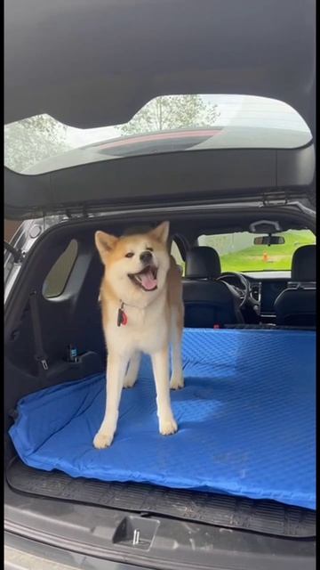 Ура! Домой! #ташамуляр #акитаину #сахарок смотреть онлайн