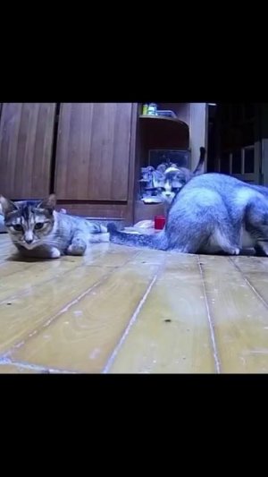 До конца 🤣