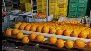 Почему много членов Церкви, не переживут потрясения - Марк Финли