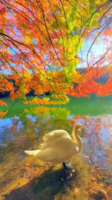 Озеро Минами Игагако, префектура Яманаси, Япония смотреть онлайн