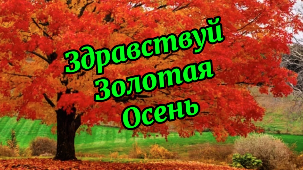 Здравствуй золотая осень. Видео поздравление с осенью! смотреть онлайн