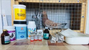 Вакцинация голубей против сальмонеллёза и болезни Ньюкасла вакциной Виросальм!