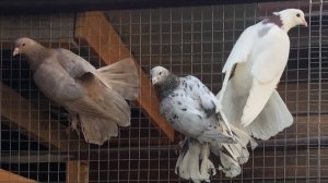 Голуби на Продажу и Гон Широкохвостых Бакинских Голубей! В гостях у Григория +79034451665 whatsapp.