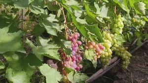 важная подкормка винограда! Подкормите этим составом и куст будет благодарен