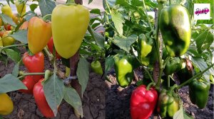 ОБЗОР СОРТОВ ПЕРЦА НА МОЕМ УЧАСТКЕ 2025.