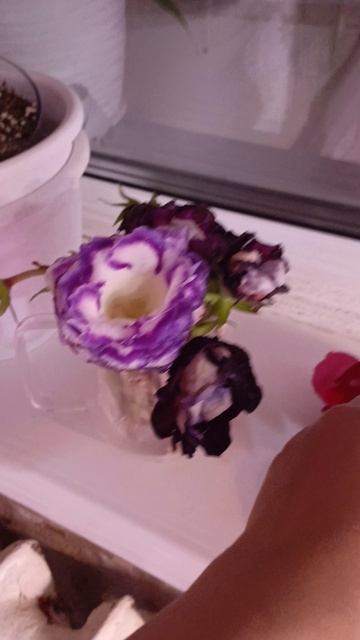 Если глоксиния отцвела обрезаем цветоносы и ставим их на укореннение 🤗выбрасывать не надо! смотреть онлайн