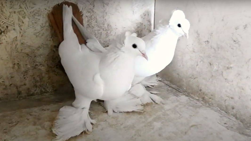 Северокавказские голуби бойные! В гостях у Ивана Сергеевича г Будённовск! смотреть онлайн