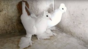 Северокавказские голуби бойные! В гостях у Ивана Сергеевича г Будённовск!