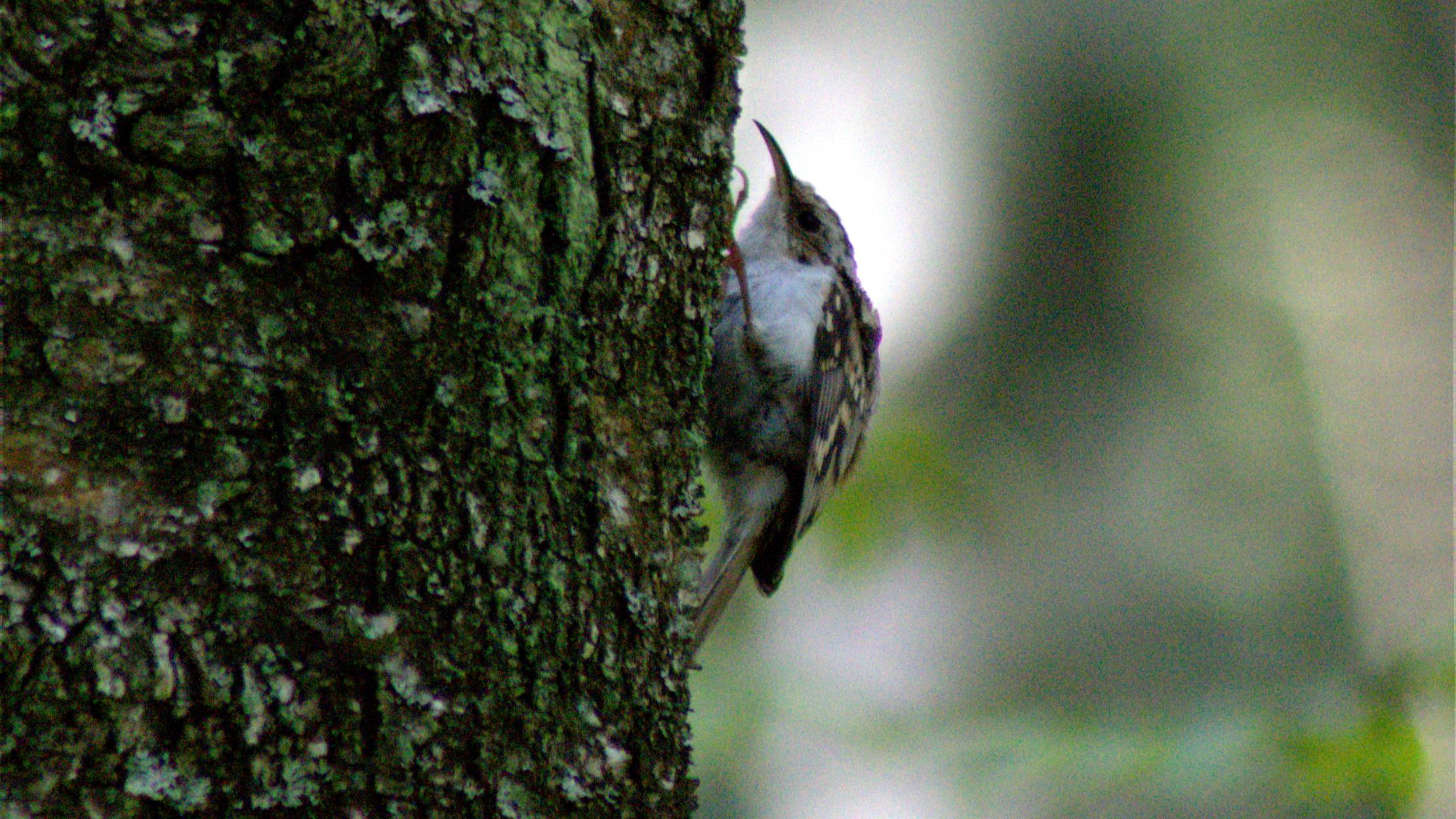 фотоохота 31 августа