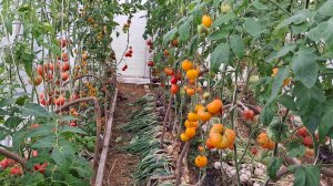 Обзор томатов в августе