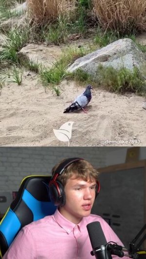 Как назвать это видео? 😂 (Секретный Голубь) #shorts #шортс #интересно #прикол #мем #смешно #юмор