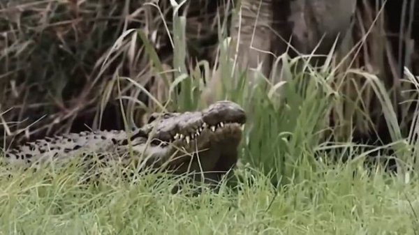 Jaguar Vs Giant Otter Confrontation Ends With A Fatal Head Bite_ How Did Jaguar Escape_
