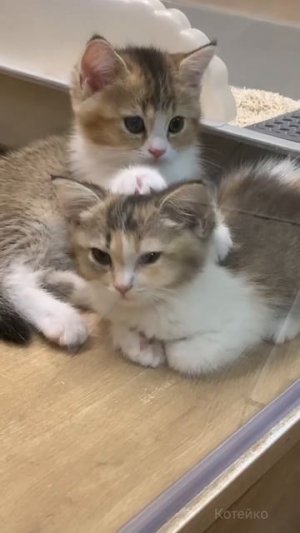 Игры с котами, 7