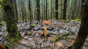 Зашёл в Ельник, и не пожалел, красные на каждом шагу, и неожиданный БОНУС АЛЬБИНОС!