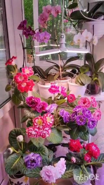 глоксинии во всей красе ☺😇🙏 #глоксиния #лето #осень #цветыдлядома 🌹🌹🌹 смотреть онлайн