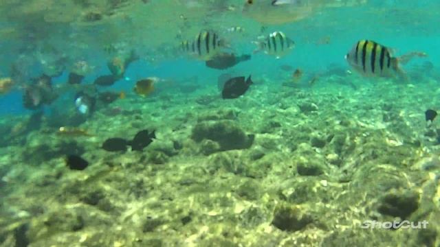 Red Sea 30.08.25 смотреть онлайн