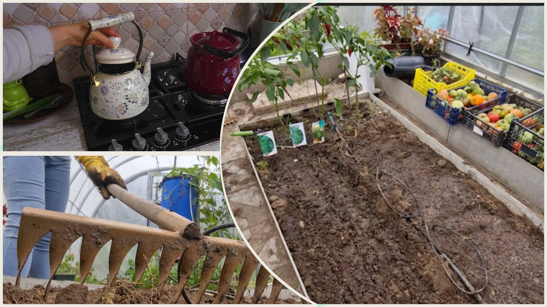 Купили новый чайник. Посеяла укроп в теплице. смотреть онлайн