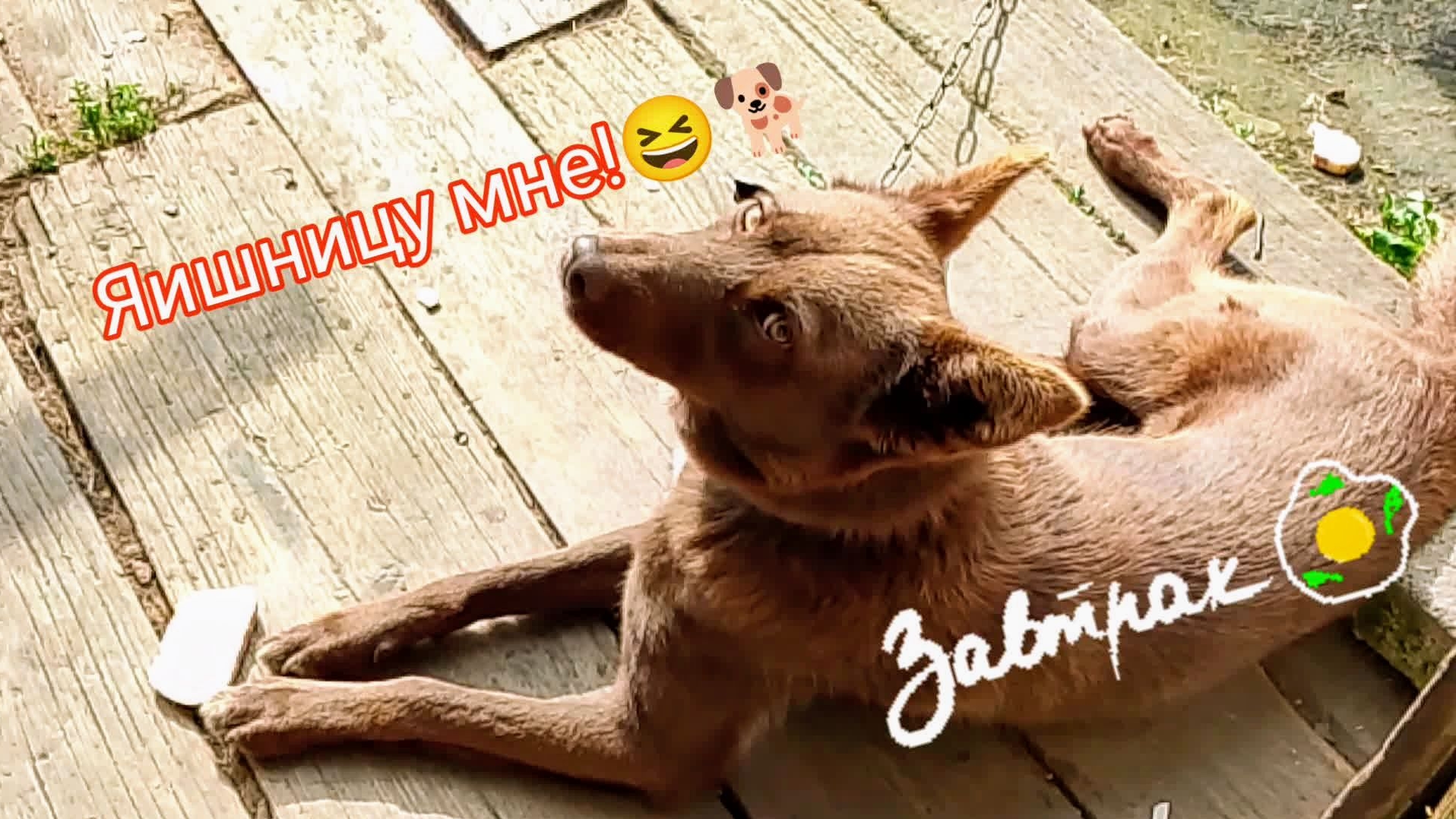 Мишкин заказ на завтрак!😄🐕 Удар по яйцам!😁 Катастрофа! смотреть онлайн