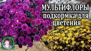 Шаровидные хризантемы  в саду Чем подкормить мультифлоры  для пышного цветения