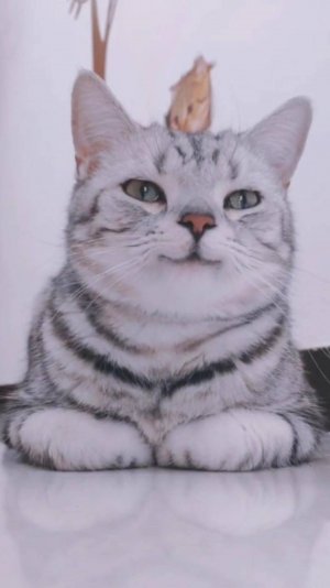 😂 БЕГОМ В ШКОЛУ 🙀 | ПОСЛЕДНИЙ ДЕНЬ ЛЕТА 😭 | ОЗВУЧКА ОТ ROMEO 🔥 | #говорящийкот #озвучка #угараю