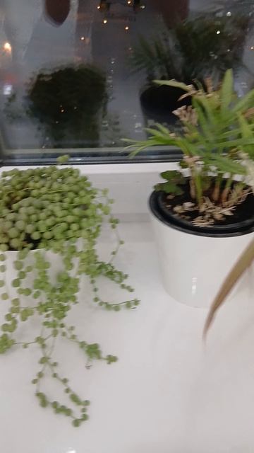 мои растения