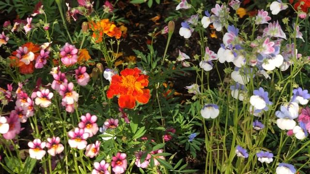 Жаркий июль 2025 год. Красивые цветули и Принц смотреть онлайн