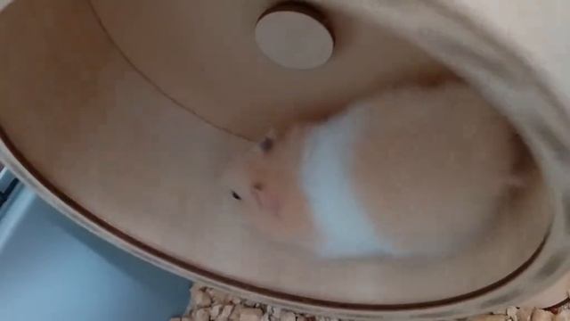 хомяк огурецаголик смотреть онлайн