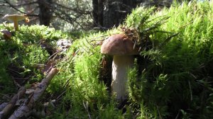 ДЛЯ КАЖДОГО ГРИБНИКА СВОЙ ГРИБ! ДЛЯ МЕНЯ БЕЛЫЕ ГРИБЫ!