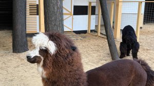 Построили Альпака-парк в парке Сокольники