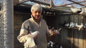 Бакинские Голуби Мубариза! Pigeons Baku Mubariz! Телефон для связи   +79034434796. г Будённовск!