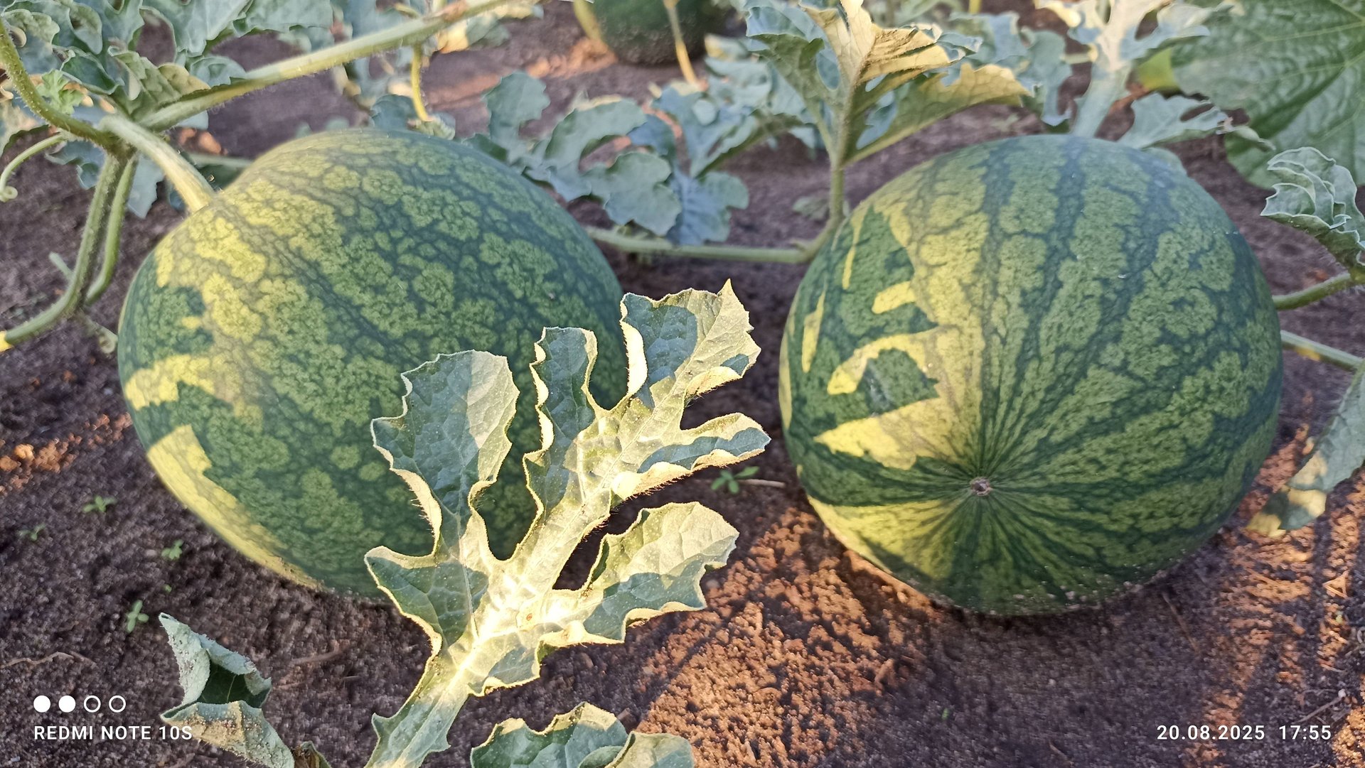 Растут арбузы на Вятке.