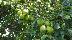 Груша Августовская Роса. Роса на Герцогине или прививка груши на яблоню. Республика Татарстан.