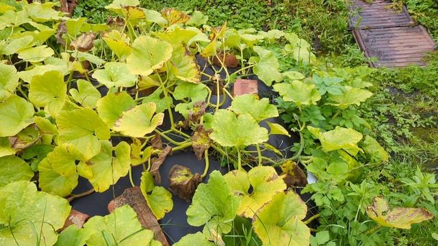 02-09-2025.Дача..Погода теплая и сырая..Собираю опавшие яблоки и любуюсь видами) смотреть онлайн