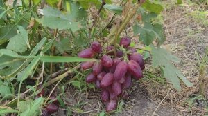 Утраченные грезы и Дикий ангел. Донское казачество