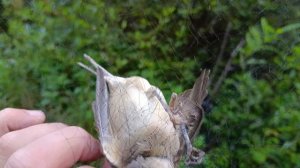 Ловля певчих птиц 31.08.2025.