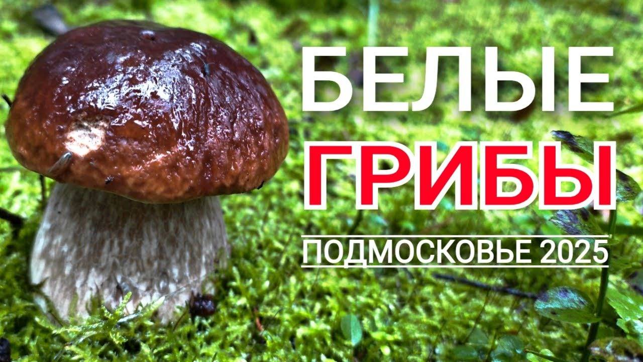 БЕЛЫЕ ГРИБЫ растут на каждом шагу. Нашел грибное место в Подмосковье. смотреть онлайн