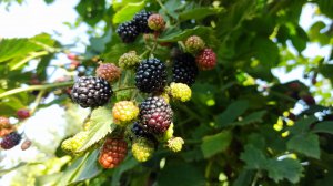 Вырастил саженцы ранней крупноплодной безшипой ежевики для Московской области