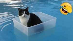 Приколы с животными😸 Смешные видео про животных 🤣СМЕШНОЕ ВИДЕО😅