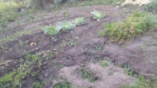 вот и лето прошло.