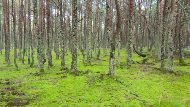Танцующий лес | Куршская Коса - национальный парк смотреть онлайн