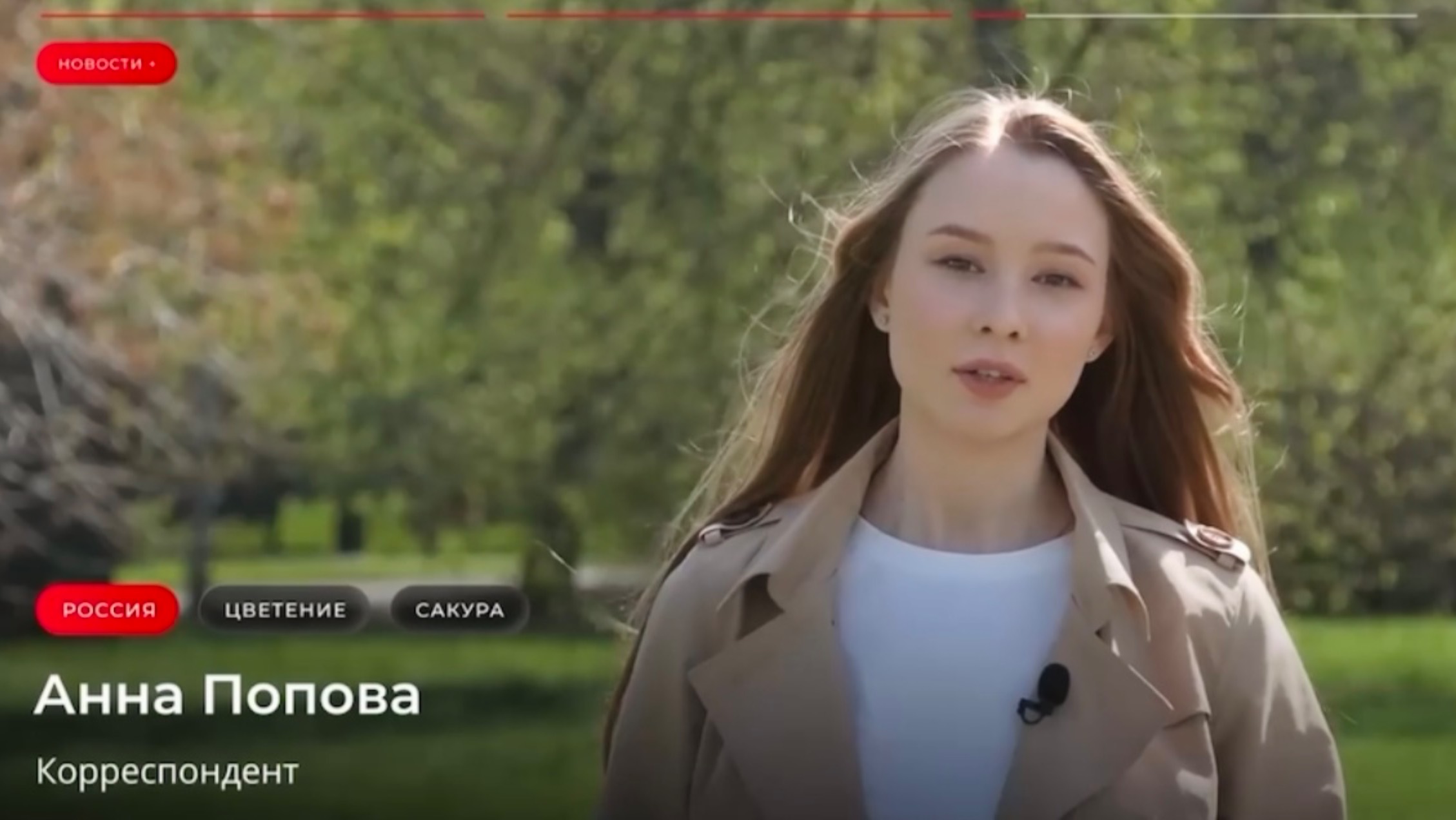 Цветение сакуры