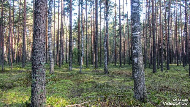 В лесу летом.Беларусь. Автор фото Виталий Андрейчук
