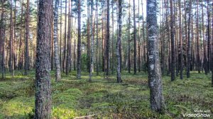 В лесу летом.Беларусь. Автор фото Виталий Андрейчук