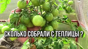 Убрались в теплице и выкопали морковь. Мо и Барыня от Аэлиты.