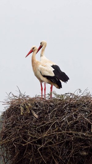 Аист - символ добра, верности и надежды!