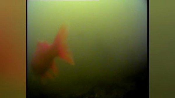 Золотая рыбка